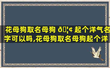 花母狗取名母狗 🦢 起个洋气名字可以吗,花母狗取名母狗起个洋气名字可以 🐋 吗女生